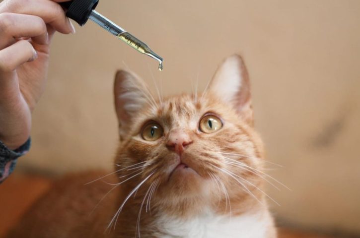 Want to know about CBD oil for cats 